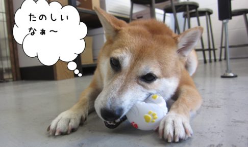 おもちゃで遊ぶ豆柴