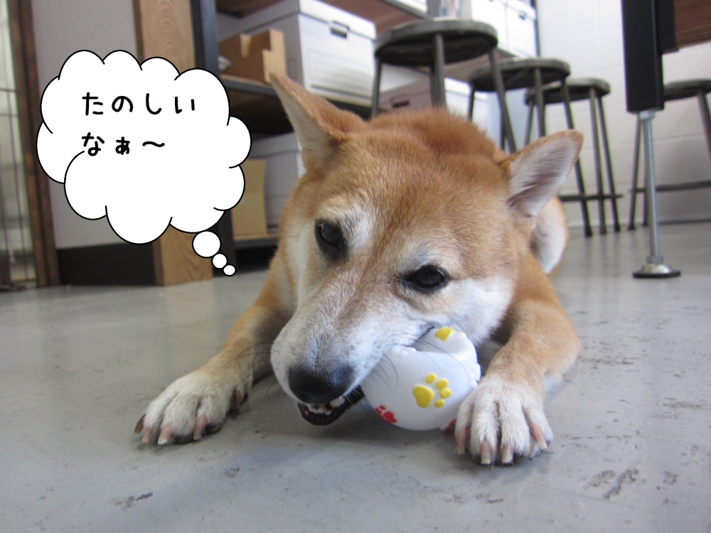 おもちゃで遊ぶ豆柴