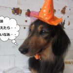 ハロウィンミニチュアダックス