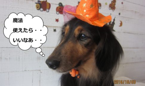 ハロウィンミニチュアダックス