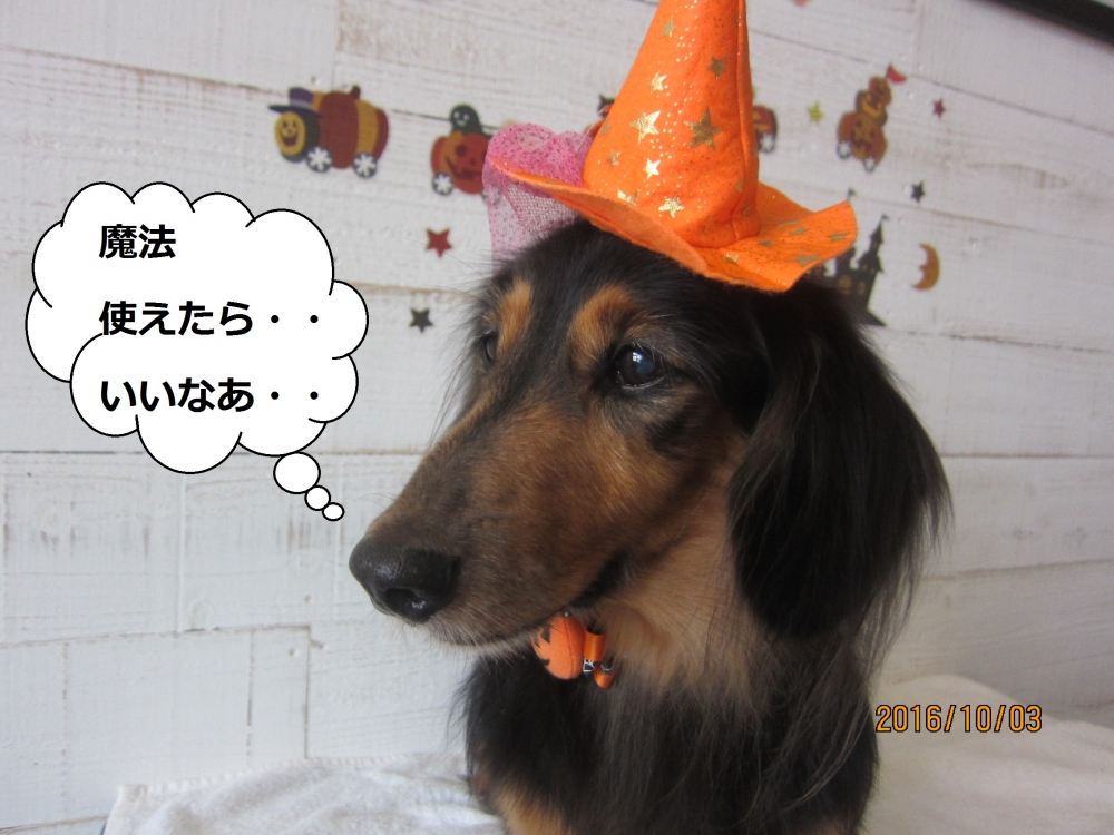 ハロウィンミニチュアダックス