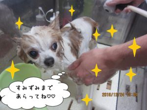 シャンプー中チワワ