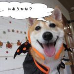 ハロウィン柴犬