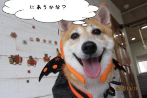 ハロウィン柴犬