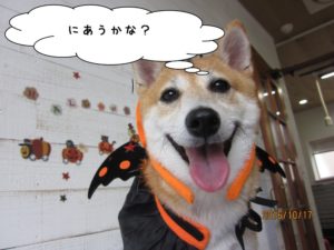 ハロウィン柴犬