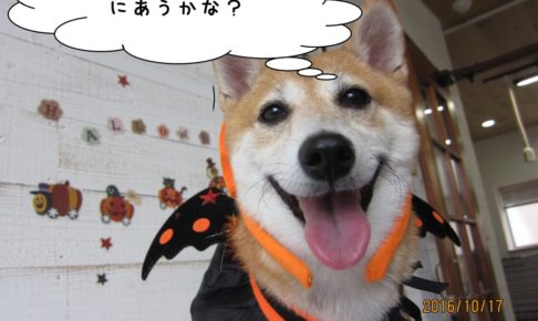 ハロウィン柴犬