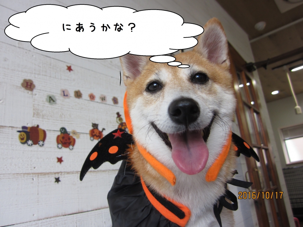 ハロウィン柴犬