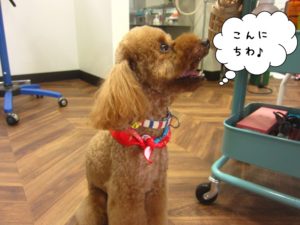 施術後トイプードル