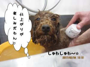 スパ中トイプードル