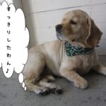 くつろぐコッカー