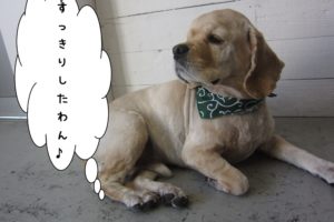 くつろぐコッカー