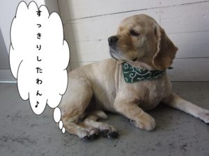 くつろぐコッカー