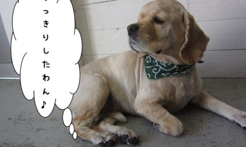 くつろぐコッカー