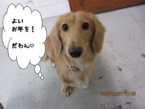 カット前ミニチュアダックス