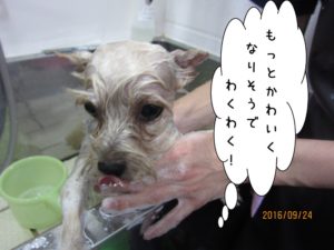 シャンプー中ヨーキー