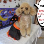ハロウィントイプードル