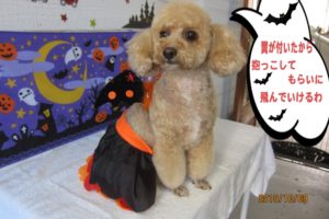 ハロウィントイプードル