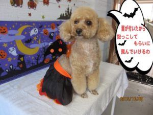 ハロウィントイプードル