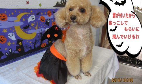ハロウィントイプードル