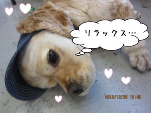 施術後コッカー