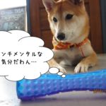 センチメンタル柴犬