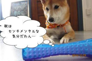 センチメンタル柴犬