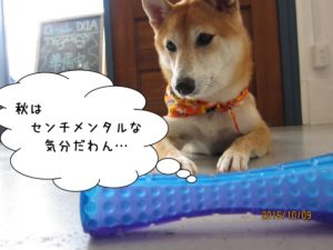 センチメンタル柴犬