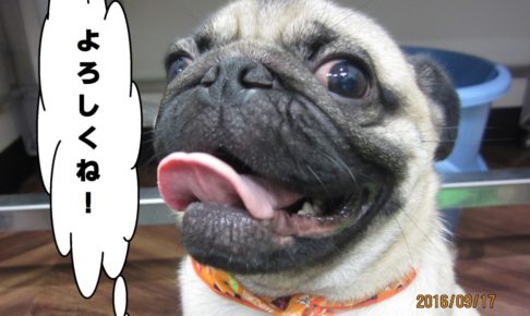 笑顔パグ