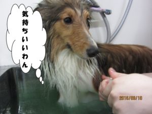 スパ中シェルティー