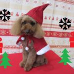 サンタさんトイプードル