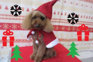 サンタさんトイプードル