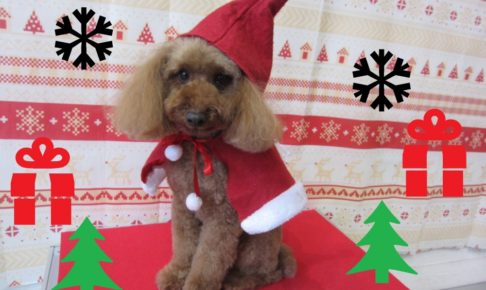 サンタさんトイプードル