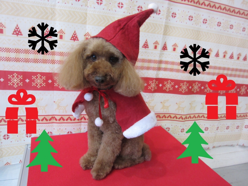 サンタさんトイプードル