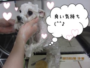 シャンプー中マルチーズ