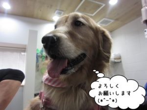施術後ゴールデンレトリバー