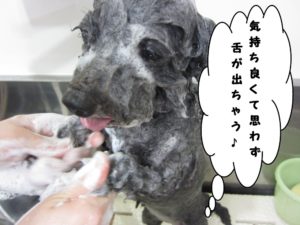 シャンプー中トイプードル