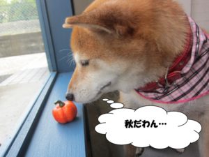 施術後柴犬