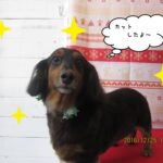 おすましミニチュアダックス