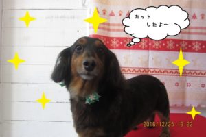 おすましミニチュアダックス