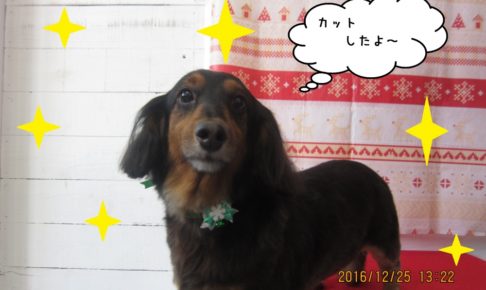 おすましミニチュアダックス