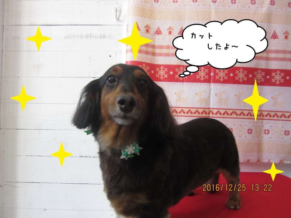 おすましミニチュアダックス