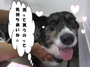 シャンプー中コーギー