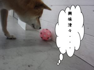 施術後柴犬