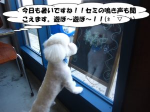 カット後トイプードル