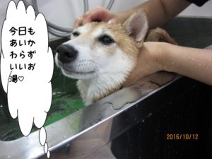 スパ中柴犬