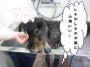 スパ中シェルティー