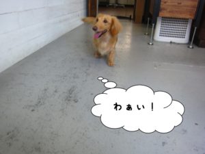 施術後ミニチュアダックス