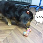 においをかぐミニチュアダックス