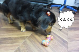 においをかぐミニチュアダックス