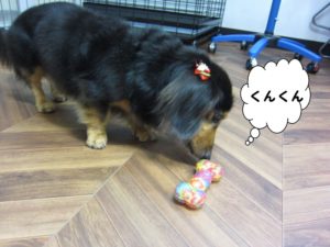 においをかぐミニチュアダックス